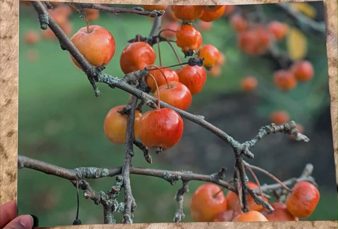 The apples on the tree, A4 Unframed Wall Art, Home Decor, Photography Print